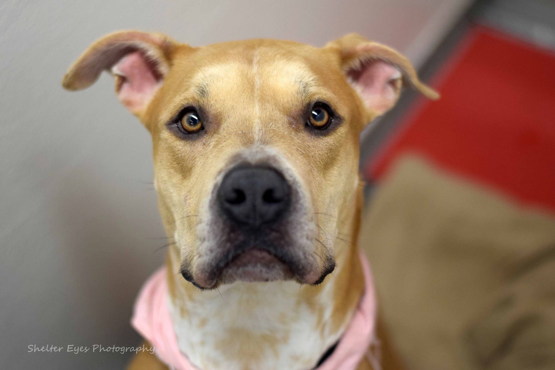 Adopt a friend: Fantasia